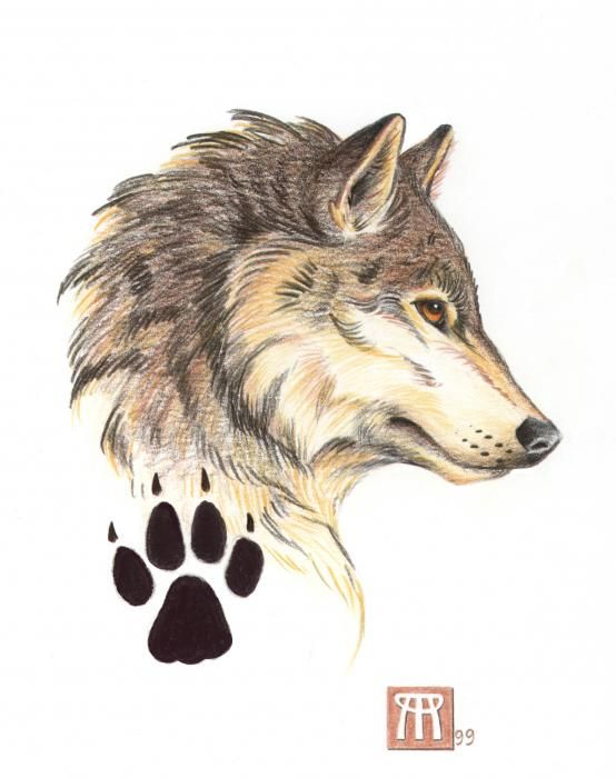 554x700 On Scratch - Wolf Head Side Drawing
