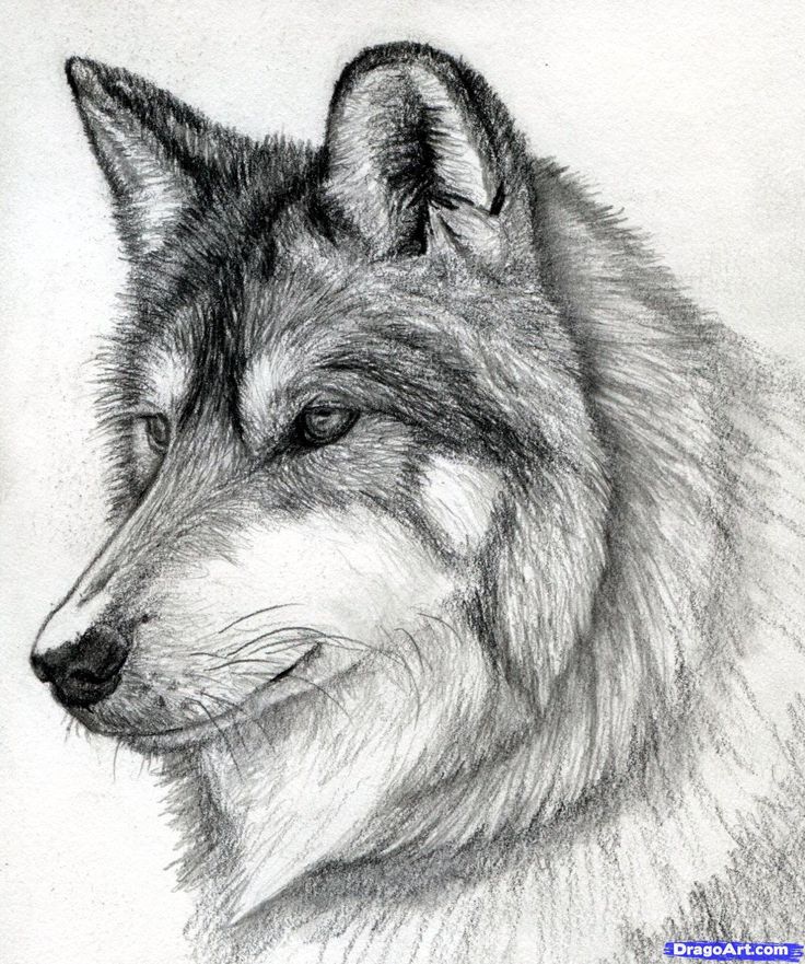 736x881 How To Draw A Wolf Head, Mexican Wolf Step Drawing Ideas - Wolf Head Side Drawing