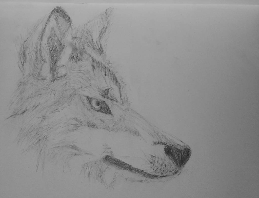 1023x781 Wolf Head Side Drawing - Wolf Head Side Drawing