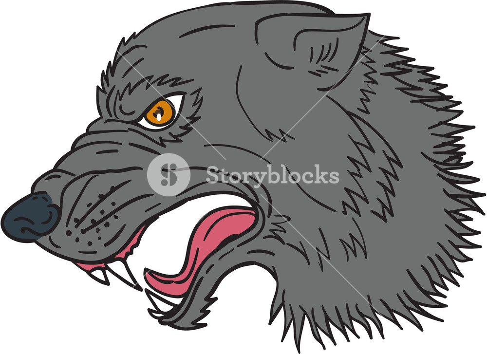 1000x727 Drawing Sketch Style Illustration Of Grey Wolf Head Growling - Wolf Head Side Drawing