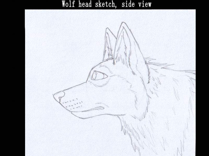 800x600 Fanart Ukthewhitewolf - Wolf Head Side Drawing