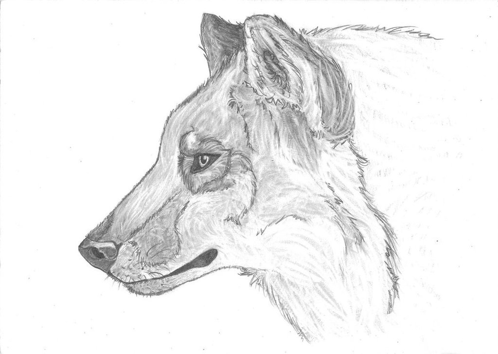 1024x729 Wolf Drawing Profile For Free Download - Wolf Head Side View Drawing