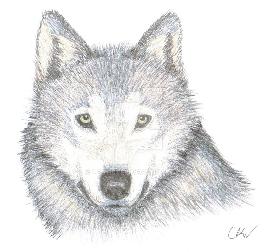 900x816 Drawings Of Wolves Faces - Wolf Head Side View Drawing