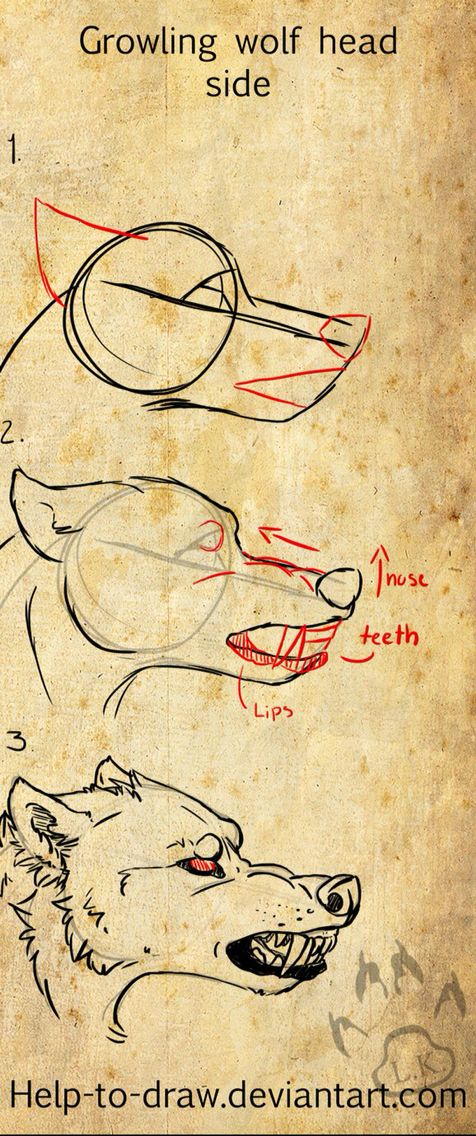 476x1136 Growlig Wolf Side View Tutorials Drawings, Art Og Art Sketches - Wolf Head Side View Drawing