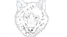 280x158 How To Draw A Wolf Head Side View How - Wolf Head Side View Drawing