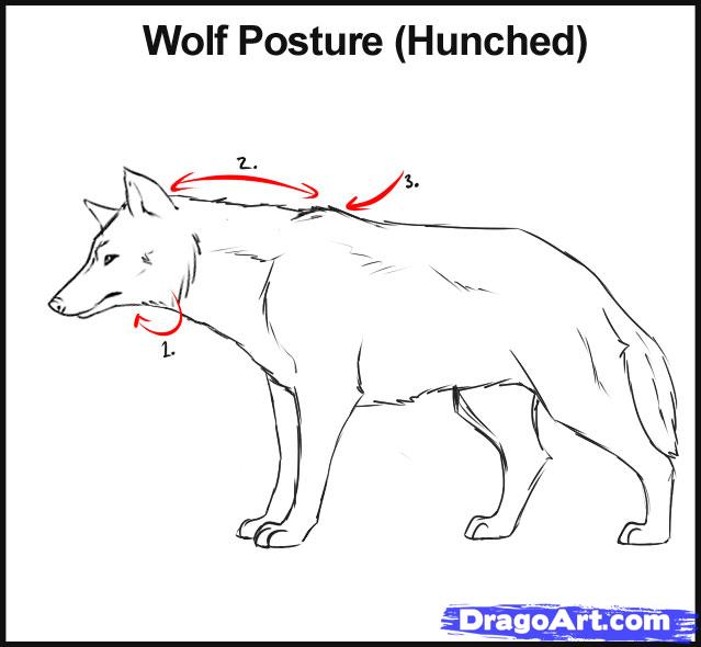 639x590 How To Draw Wolves, Step - Wolf Head Side View Drawing