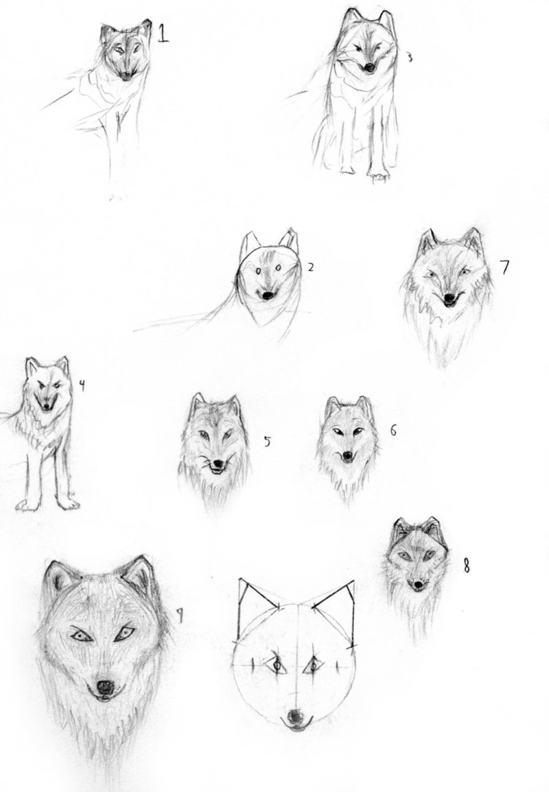 800x1153 How To Draw A Wolf Head Side View - Wolf Head Side View Drawing