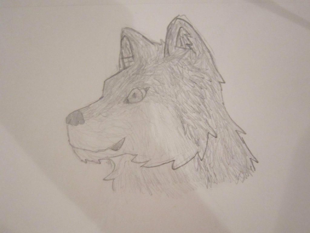 1024x768 Realistic Head Drawing Side View - Wolf Head Side View Drawing