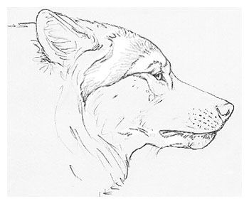 350x287 Side Wolf Head Drawings - Wolf Head Side View Drawing