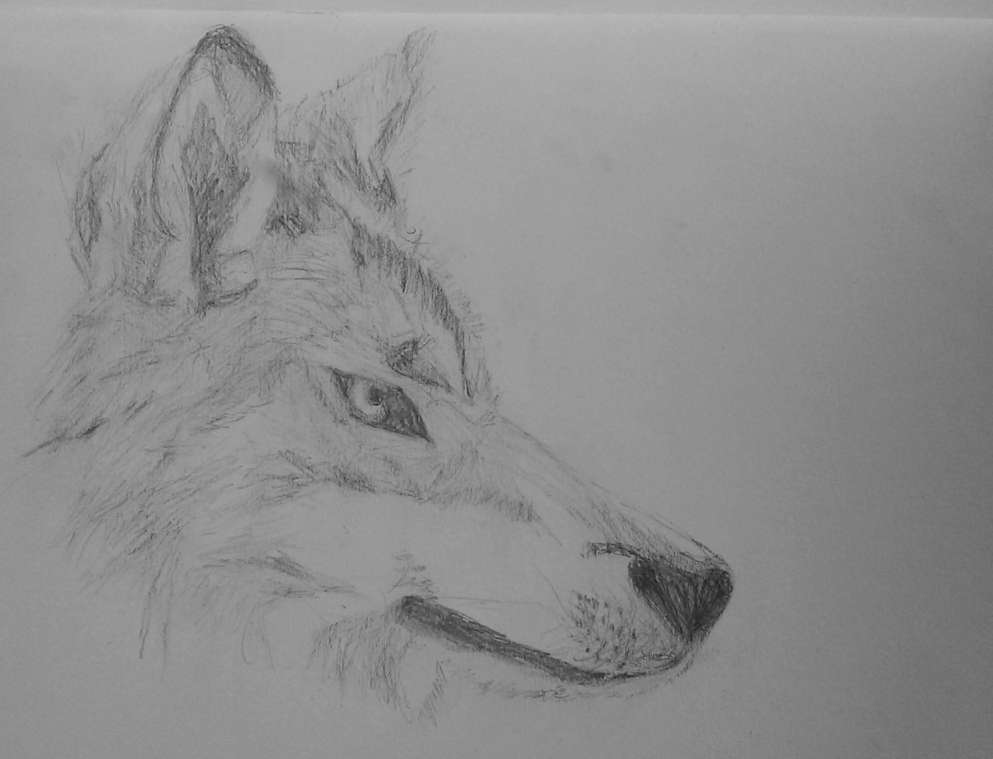 1990x1520 Wolf Head Side View Drawing Gtgt - Wolf Head Side View Drawing