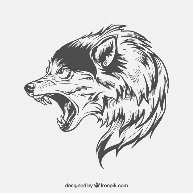 626x626 Wolf Side Face Vector Free Download - Wolf Head Side View Drawing