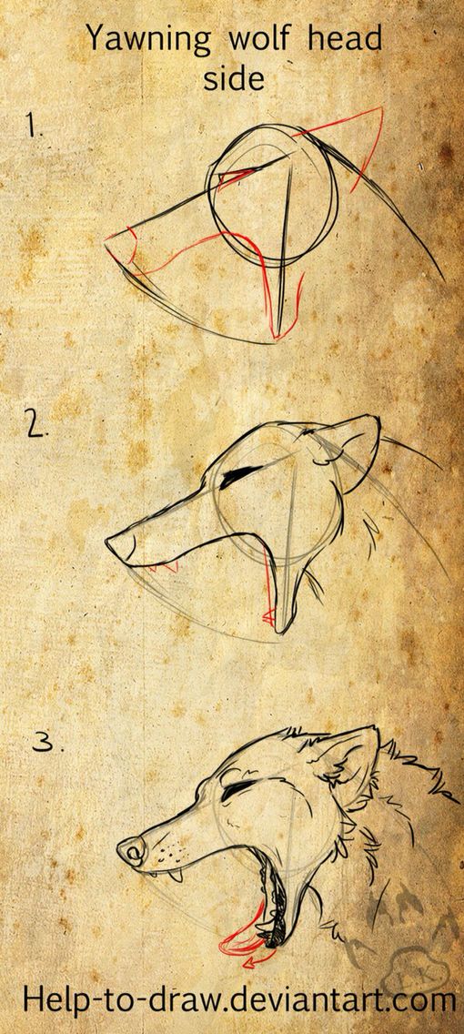 510x1136 Yawing Canine Side View Drawings Drawings, Art - Wolf Head Side View Drawing