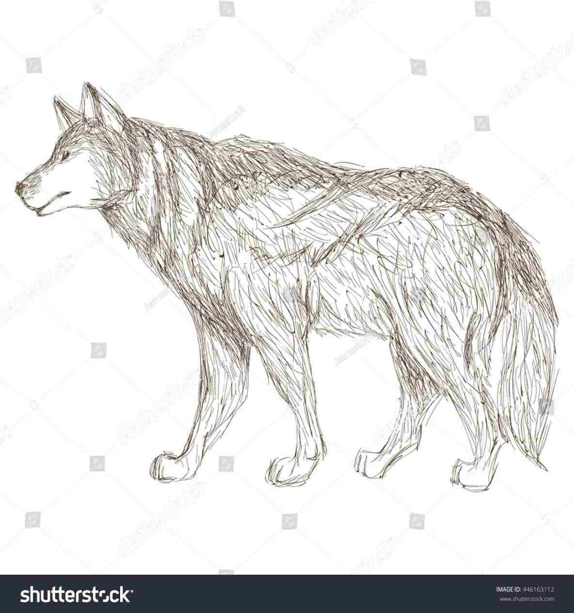 1185x1264 Rhcollectioncom Simple Wolf Side View Drawing Of A How To Draw - Wolf Head Side View Drawing