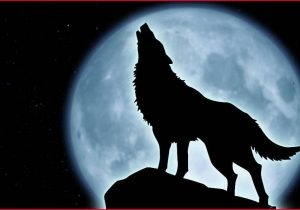 300x210 Wolf Howling - Wolf Howling At The Moon Drawing