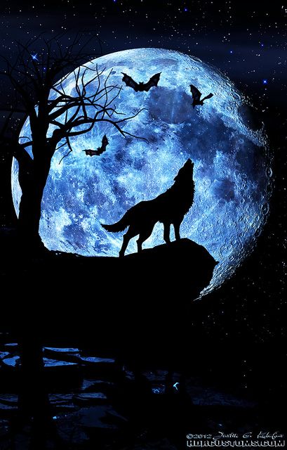 409x640 Wolf Howling - Wolf Howling At The Moon Drawing