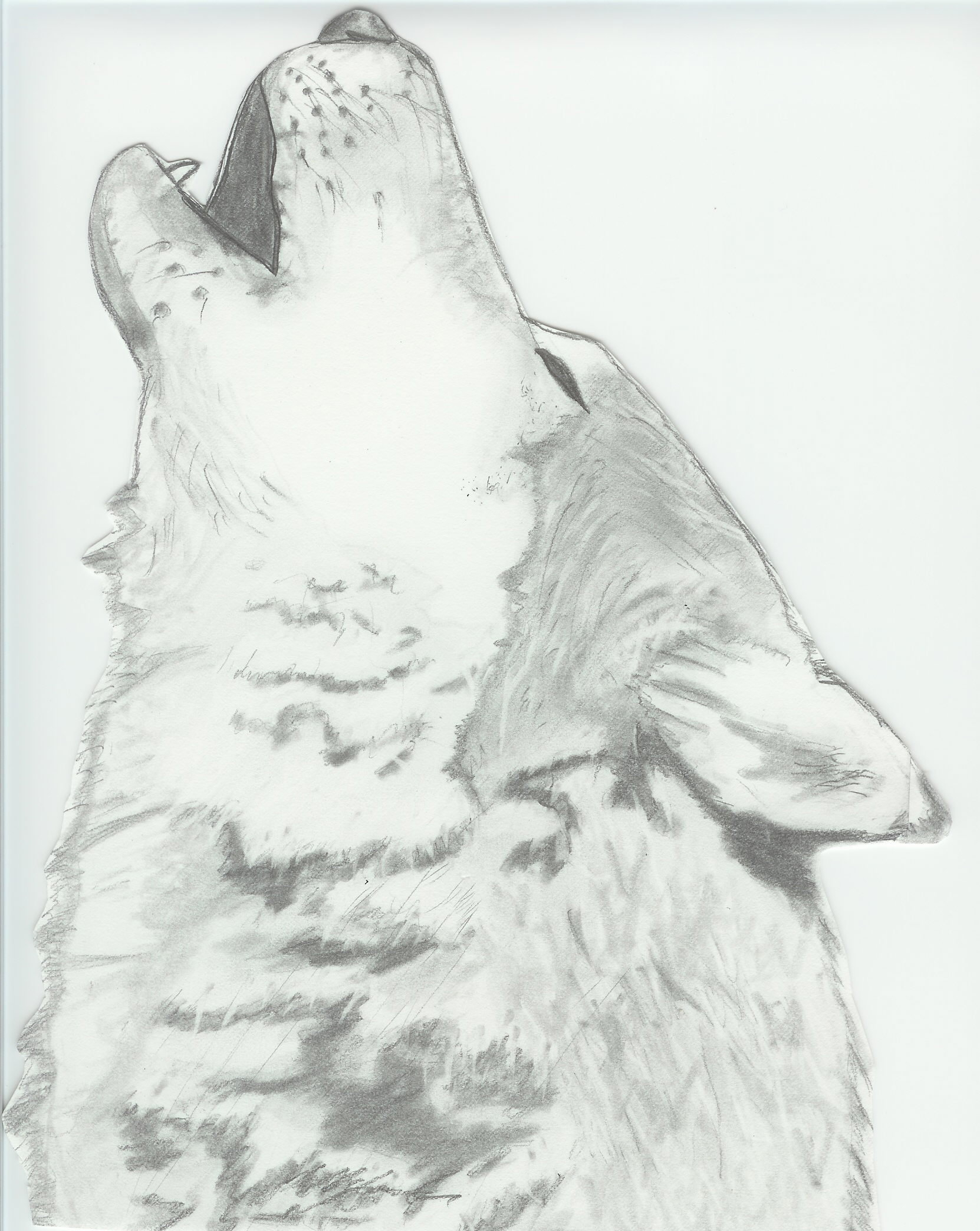 1662x2087 wolf howling drawings in pencil drawings of wolves howling - Wolf Howling At The Moon Drawing In Pencil