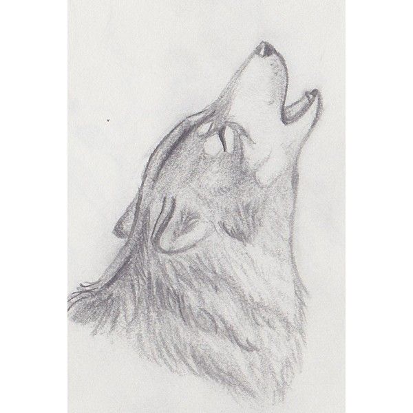 Wolf Howling At The Moon Drawing In Pencil at PaintingValley.com ...