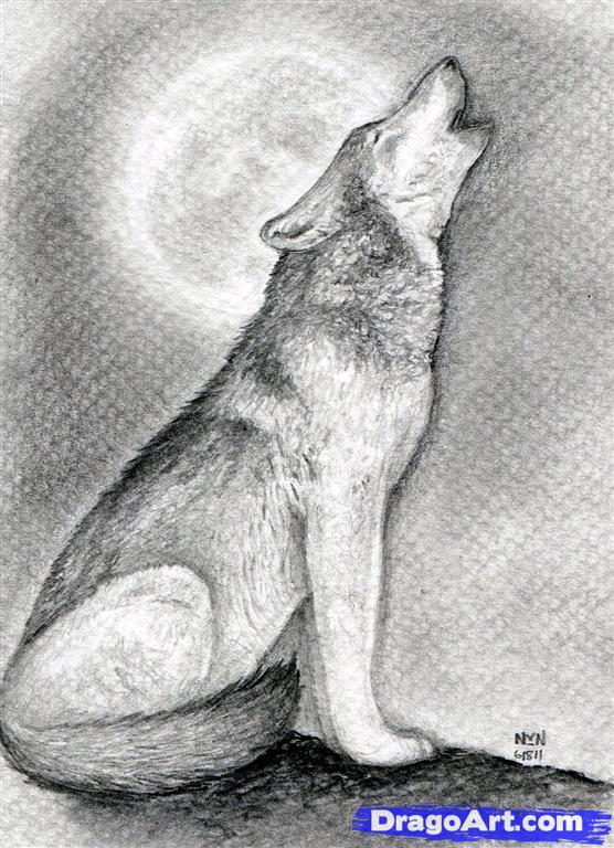 556x768 How To Draw A Howling Wolf, Step - Wolf Howling Drawing