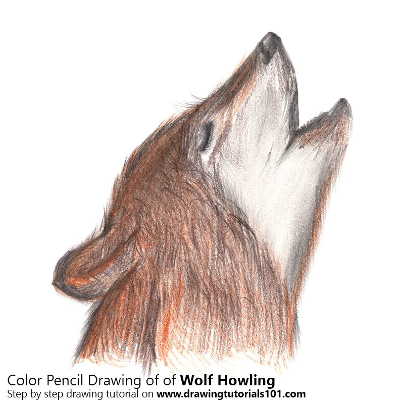 800x800 Wolf Howling Colored Pencils - Wolf Howling Drawing