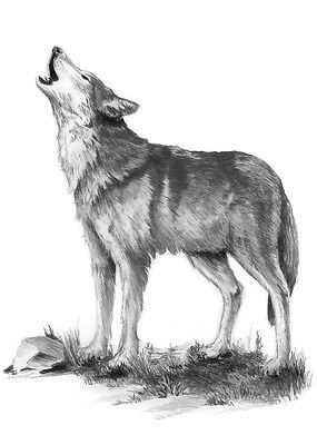 285x400 Mini Sketching Made Easy Drawing Kit - Wolf Howling Drawing
