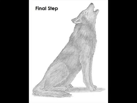 480x360 How To Draw Wolf Howling - Wolf Howling Drawing
