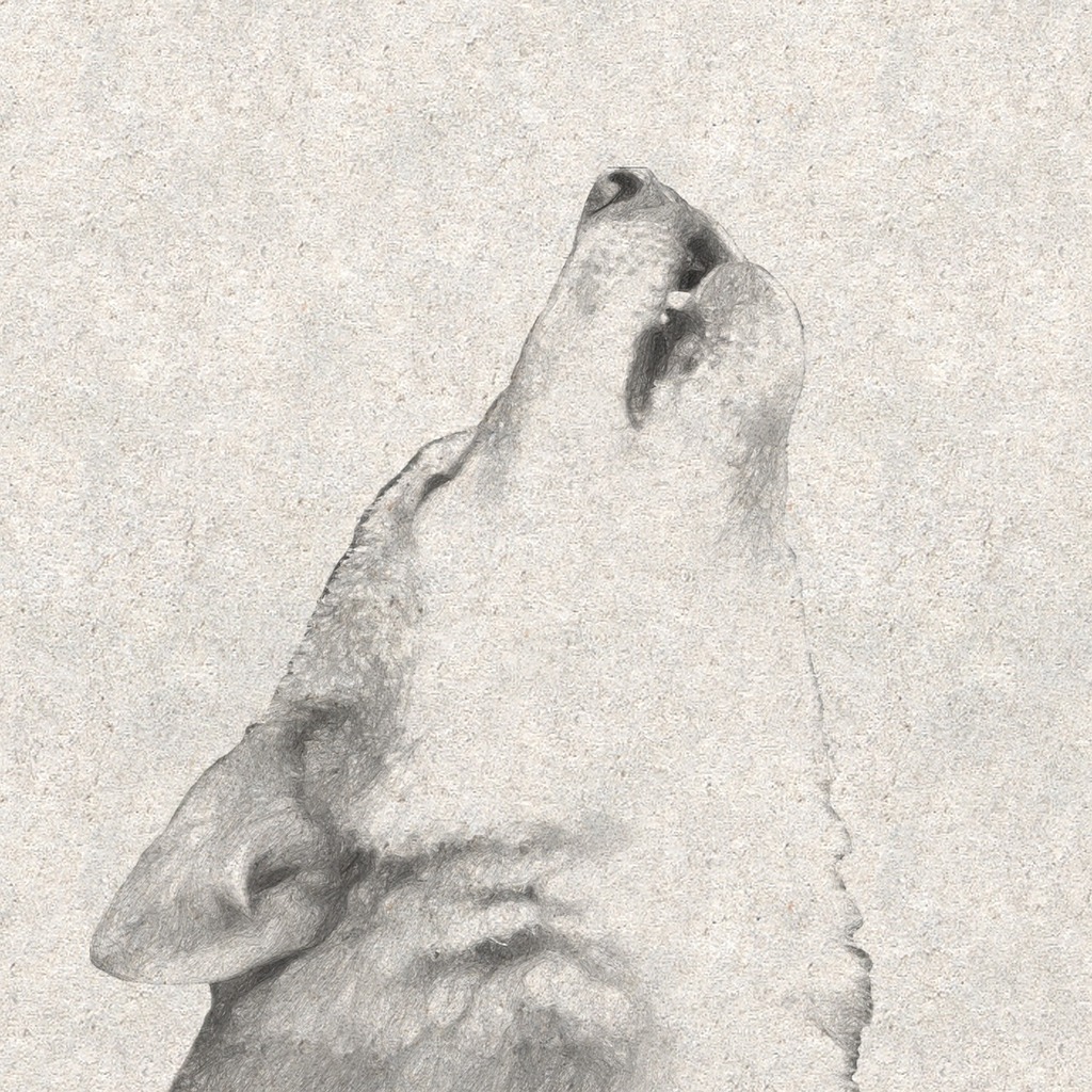 1024x1024 Drawing Wolf Howling Wolf Picryl - Wolf Howling Drawing