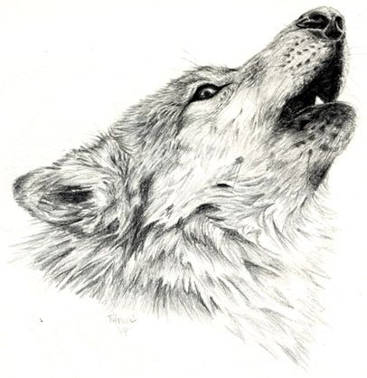 406x418 Go Back Gt Gallery For Gt Wolves Howling Drawings In Pencil Pencil - Wolf Howling Drawing