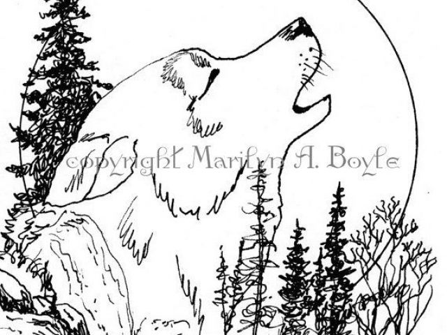 640x480 Wolf Drawing Pen And Ink Pen And Ink Print Wolf Howling Moon - Wolf Howling Moon Drawing