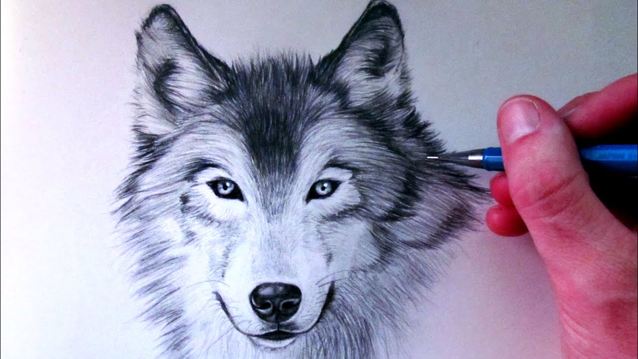 1280x720 How To Draw A Wolf - Wolf Images Drawings