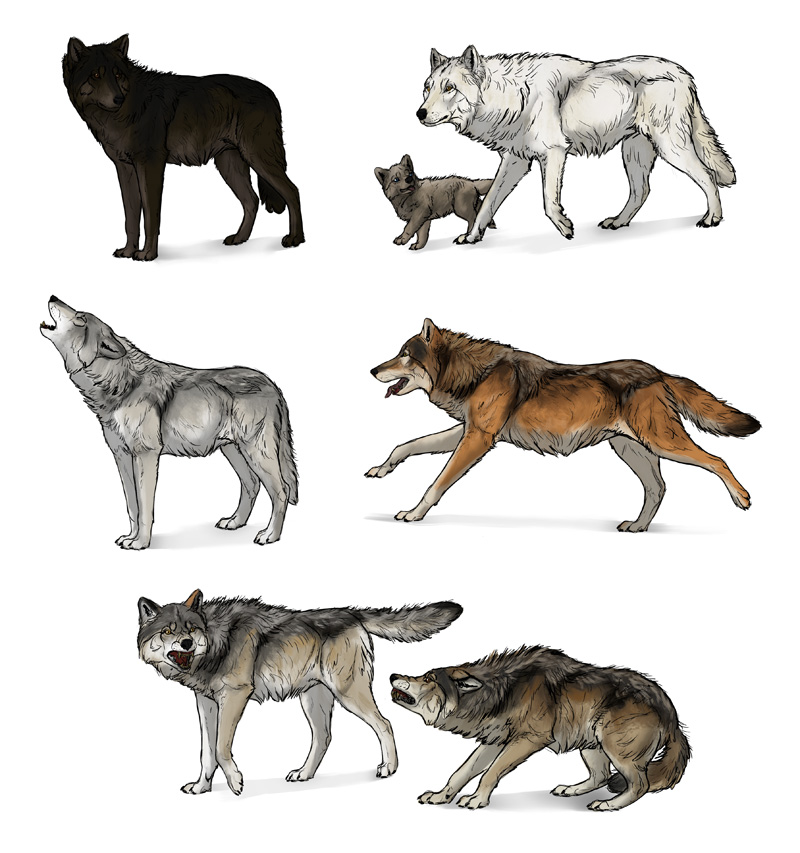 800x853 how to draw a wolf head and shoulders, knees and paws - Wolf Images Drawings