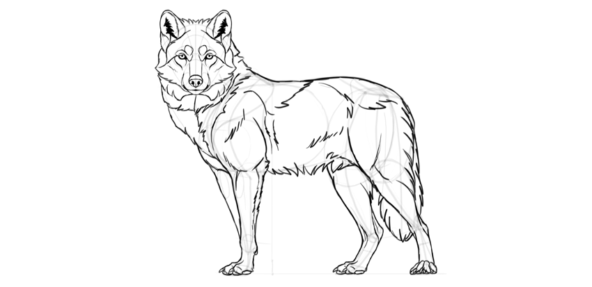 850x413 How To Draw A Wolf Step - Wolf Images Drawings