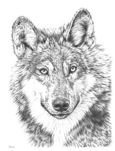 229x300 White Wolf Drawings Fine Art America - Wolf Images Drawings