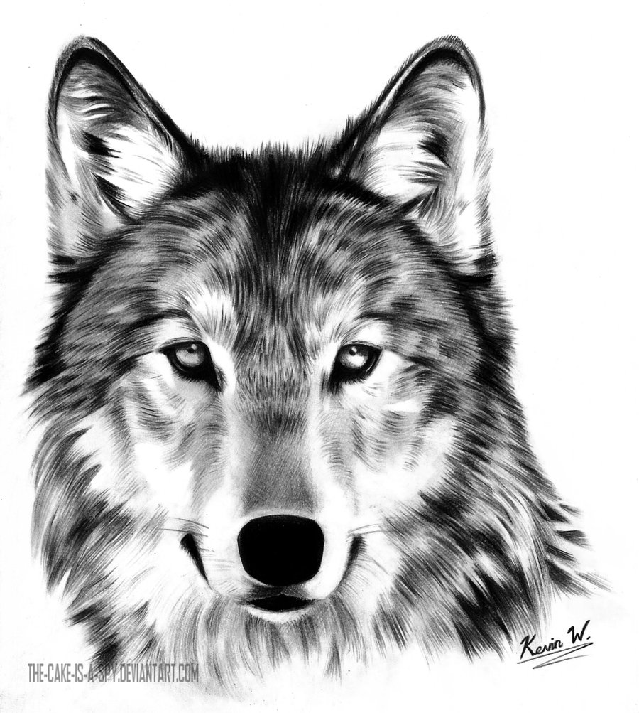 900x1003 Wolf Drawing - Wolf Images Drawings