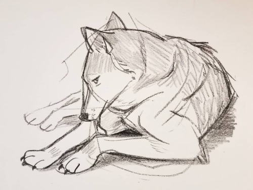 500x375 Wolf Drawing Tumblr - Wolf Images Drawings