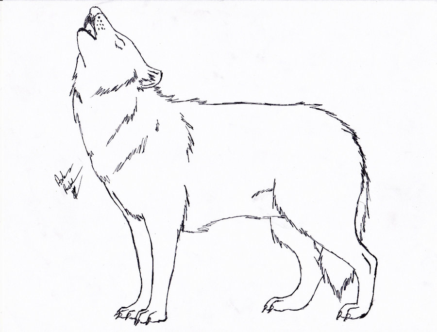 900x684 Line Drawing Wolf For Free Download - Wolf Line Drawing