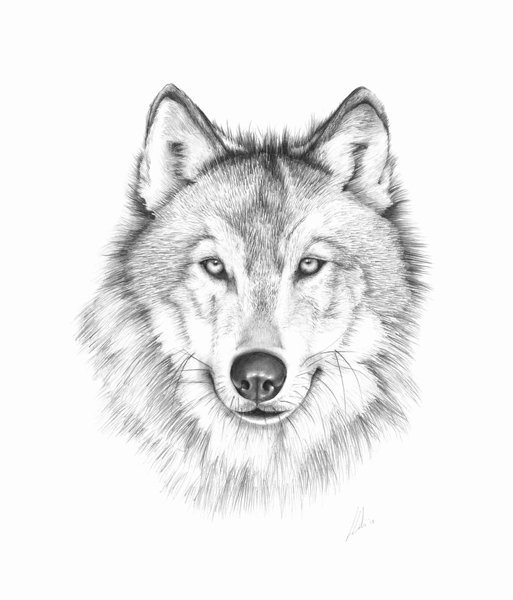 736x861 Wolf Drawing Easy Best Of Wolf Love - Wolf Love Drawings