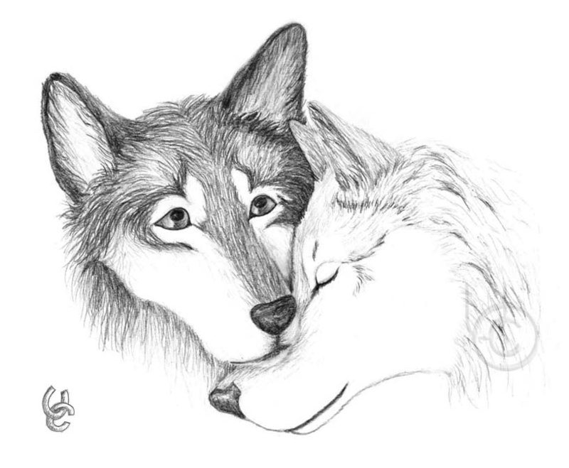 800x659 Wolf Love Drawing - Wolf Love Drawings