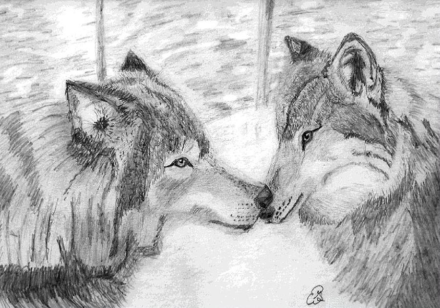 900x630 Wolves Love Drawing - Wolf Love Drawings