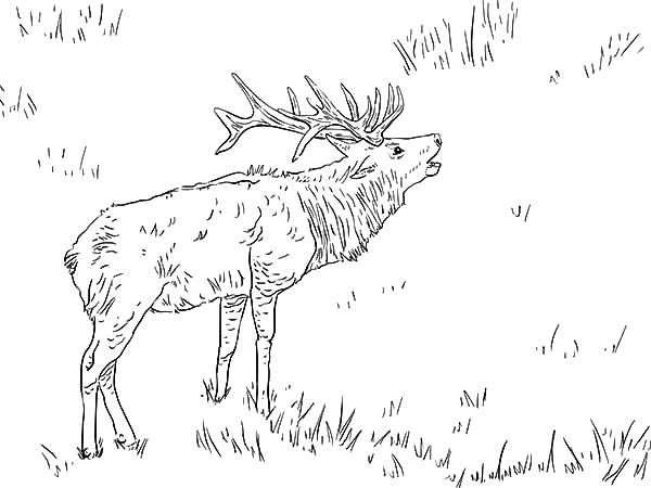 600x450 coloring pages for girls printable disney stitch wolf pack - Wolf Mating Drawing