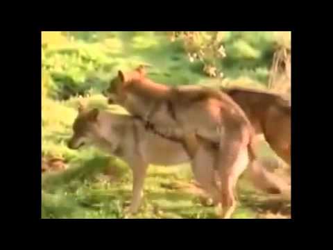 480x360 lion and wolf mating breeding - Wolf Mating Drawing