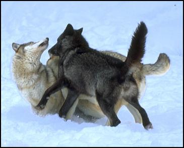 365x294 wolf country, the pack, body postures and social structure - Wolf Mating Drawing