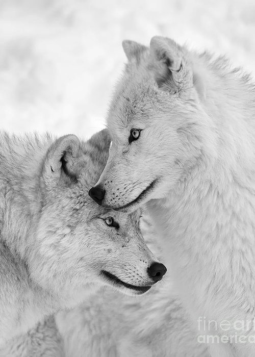 500x700 wolves mating art fine art america - Wolf Mating Drawing