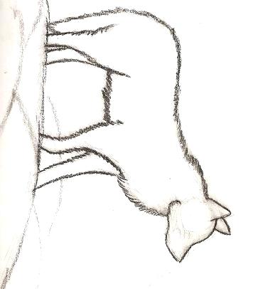 356x406 Wolf Sketch In Drawings Outline Drawings Tattoo Drawings - Wolf Outline Drawing