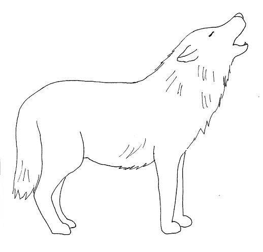 518x497 Wolf Drawing Step Step Samantha Bell Wolf Drawing Ds Design - Wolf Outline Drawing
