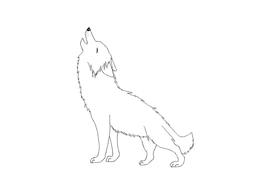 900x571 Wolf Face Outline Drawing And Raven Tattoos With Meaning Simple - Wolf Outline Drawing