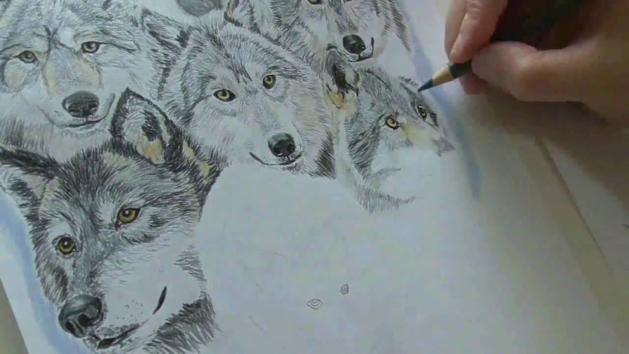 1280x720 speed drawing a wolf pack - Wolf Pack Drawing