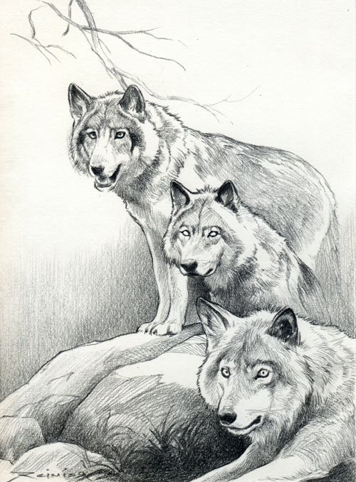 Wolf Pack Drawing at Explore collection of Wolf