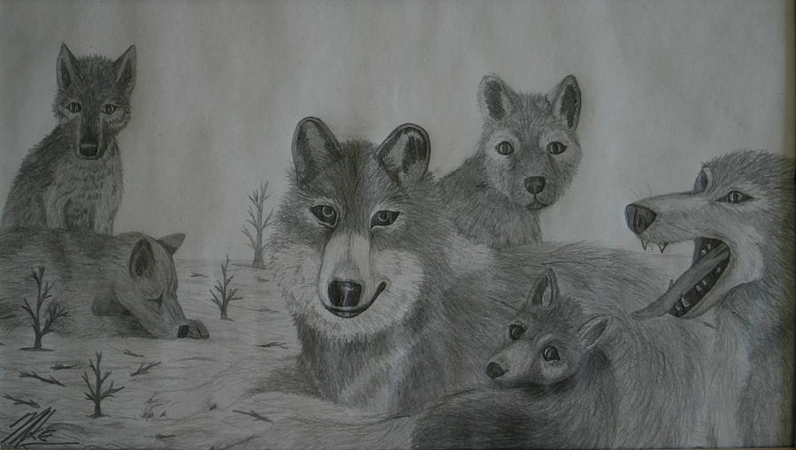900x509 wolf pack family drawing - Wolf Pack Drawing