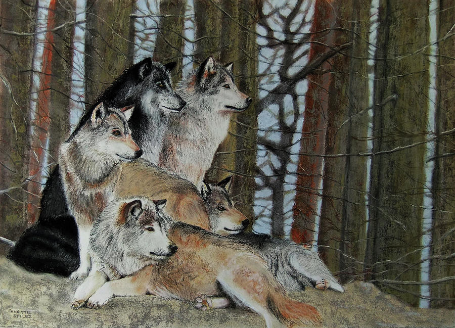 900x649 wolf pack of mt elinore drawing - Wolf Pack Drawing