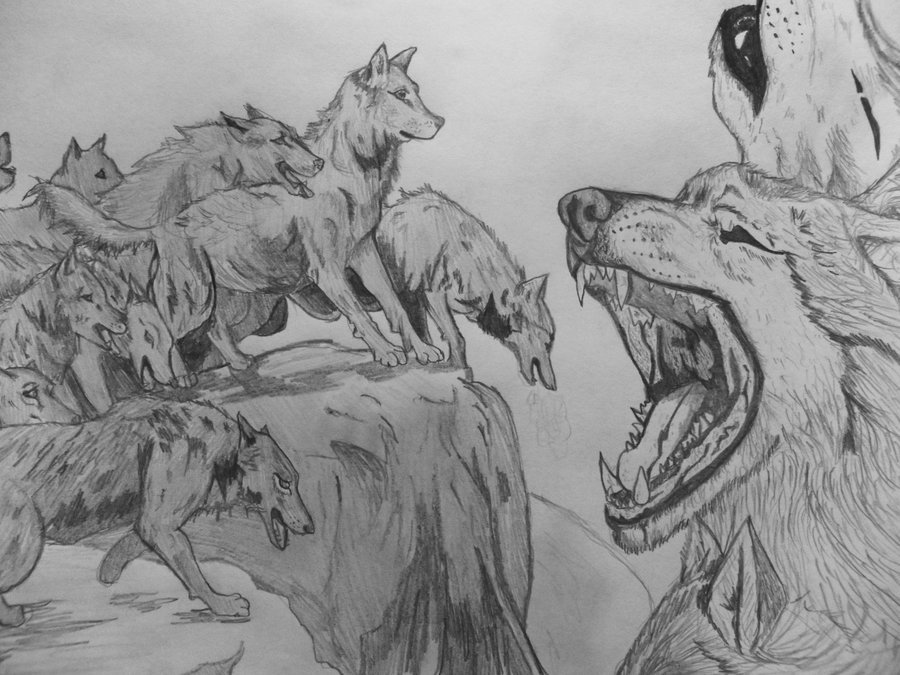 Wolf Pack Drawing At Explore Collection Of Wolf Pack Drawing
